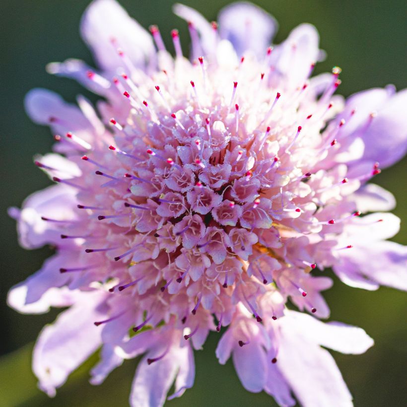 Tauben-Skabiose Pincushion Pink - Scabiosa columbaria var. nana (Blüte)