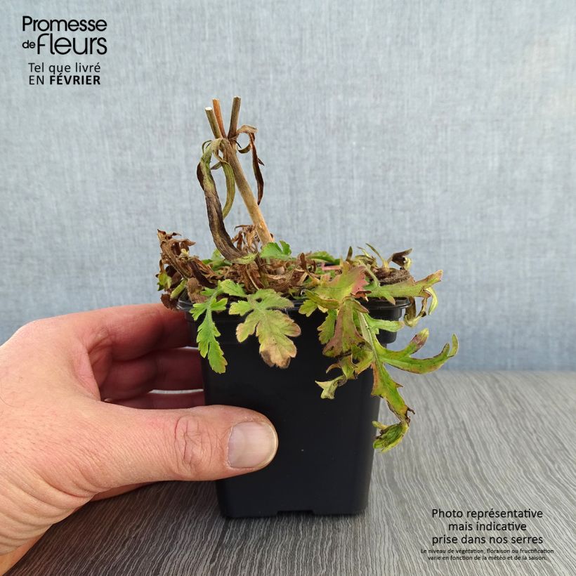 Exemplar von Tauben-Skabiose Butterfly Blue - Scabiosa columbaria Kleine Töpfe von 7/8 cm wie im Winter geliefert