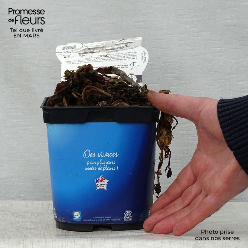 Exemplar von Tauben-Skabiose Butterfly Blue - Scabiosa columbaria Topf mit 2L/3L wie im Frühjahr geliefert