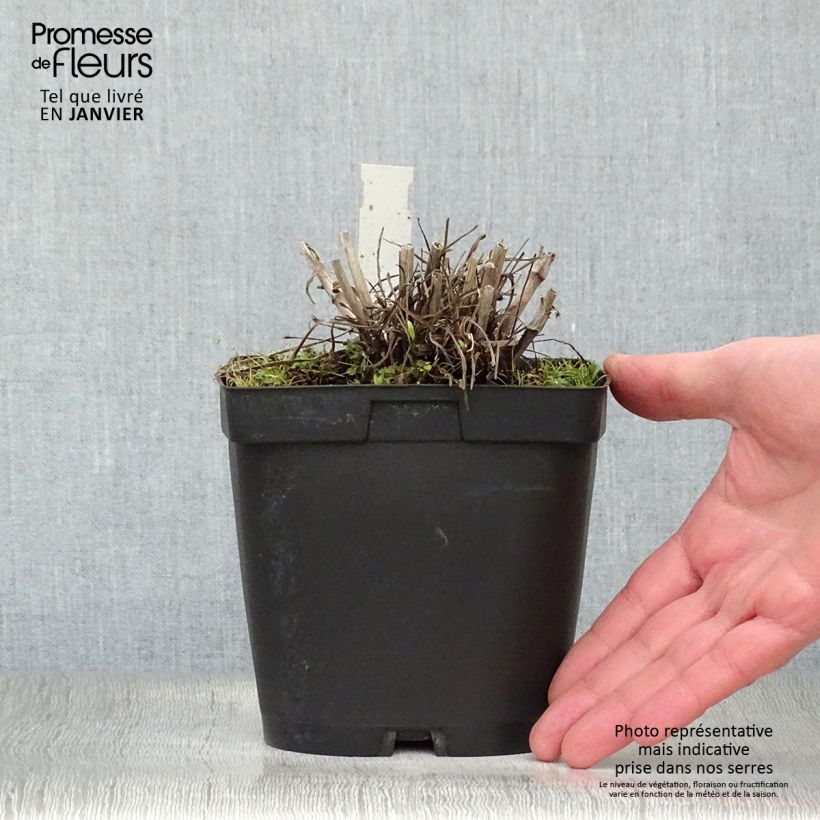 Exemplar von Große Skabiose Alba - Scabiosa caucasica Topf mit 2L/3L wie im Winter geliefert