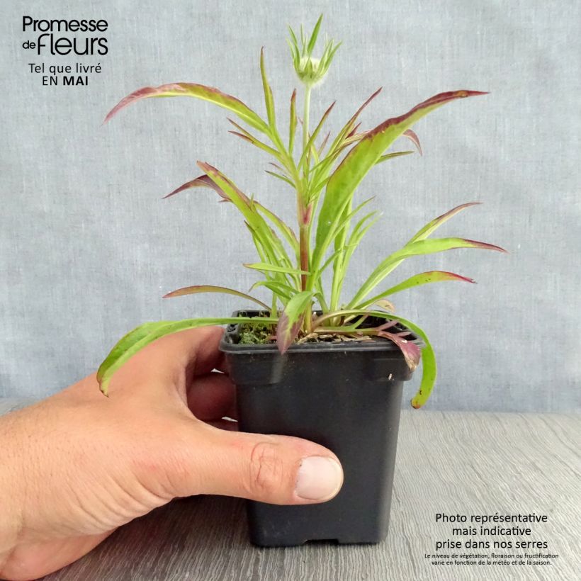 Exemplar von Große Skabiose Perfecta - Scabiosa caucasica Kleine Töpfe von 7/8 cm wie im Frühjahr geliefert