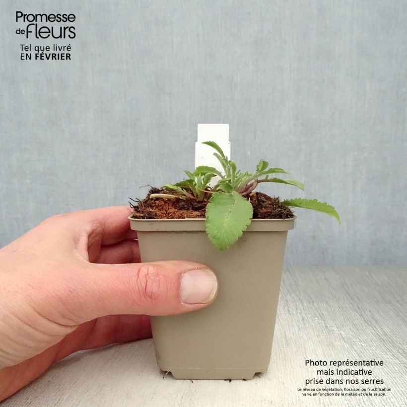 Exemplar von Gelbe Skabiose - Scabiosa ochroleuca Kleine Töpfe von 8/9 cm wie im Winter geliefert