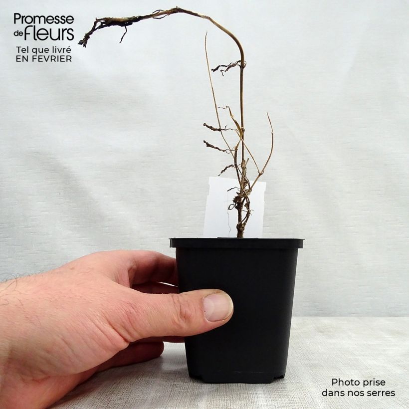 Exemplar von Samt-Skabiose Chile Black - Scabiosa atropurpurea Kleine Töpfe von 7/8 cm wie im Winter geliefert