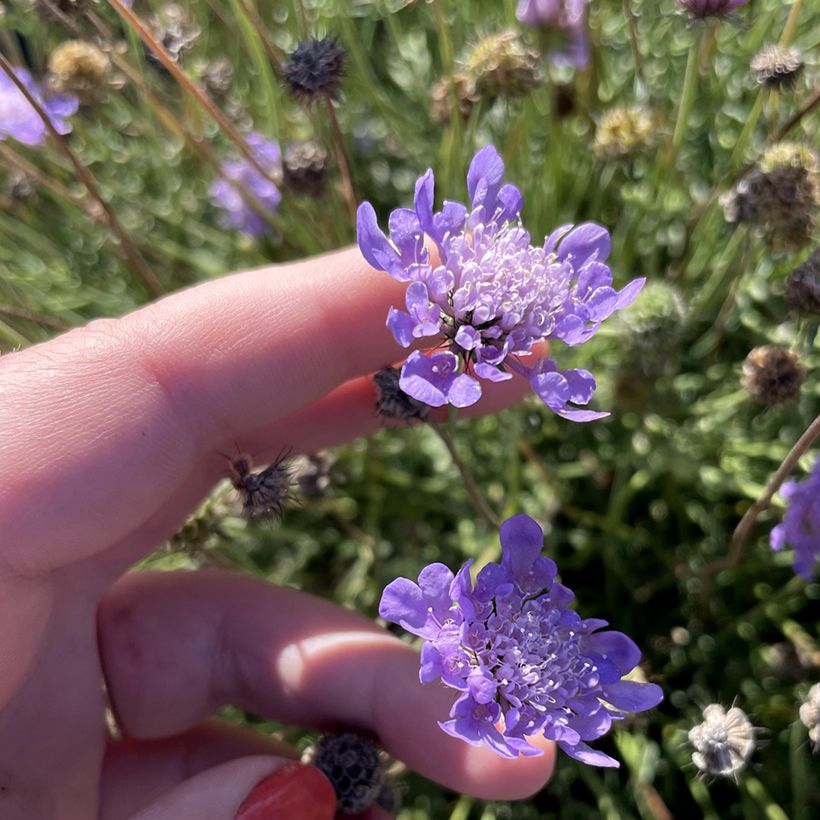 Große Skabiose Nova Dew Drops - Scabiosa (Blüte)