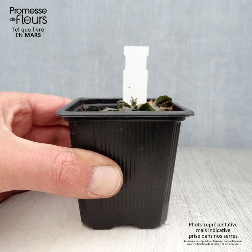 Exemplar von Graue Skabiose - Scabiosa canescens Kleine Töpfe von 8/9 cm wie im Frühjahr geliefert