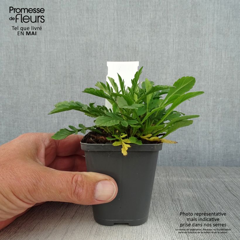 Exemplar von Tauben-Skabiose Pincushion Pink - Scabiosa columbaria var. nana Kleine Töpfe von 8/9 cm wie im Frühjahr geliefert