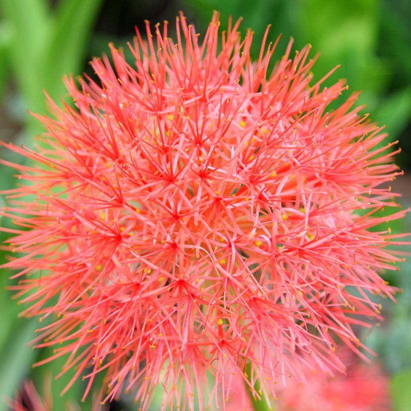 Scadoxus oder Haemanthus multiflorus (Blüte)