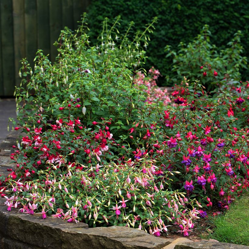 Fuchsia Tom Thumb (Hafen)