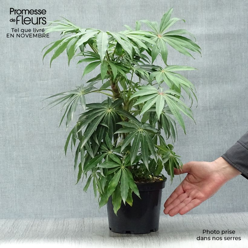 Exemplar von Schefflera taiwaniana - Alishan-Strahlenaralie Topf mit 2L/3L wie im Herbst geliefert