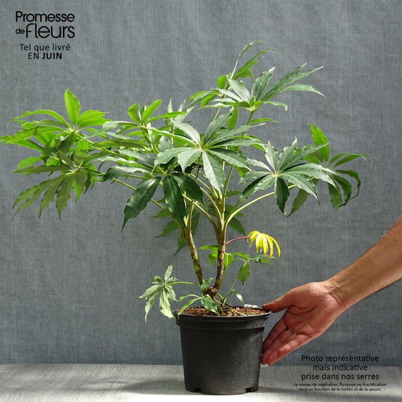 Exemplar von Schefflera taiwaniana - Alishan-Strahlenaralie Topf mit 2L/3L wie im Sommer geliefert