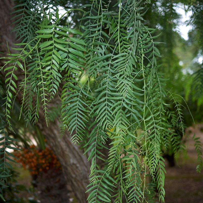 Schinus molle - Falscher Pfeffer (Laub)