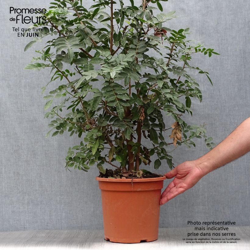 Exemplar von Schinus terebinthifolius - Brasilianische Pfefferbaum Topf mit 7,5L/10L wie im Sommer geliefert
