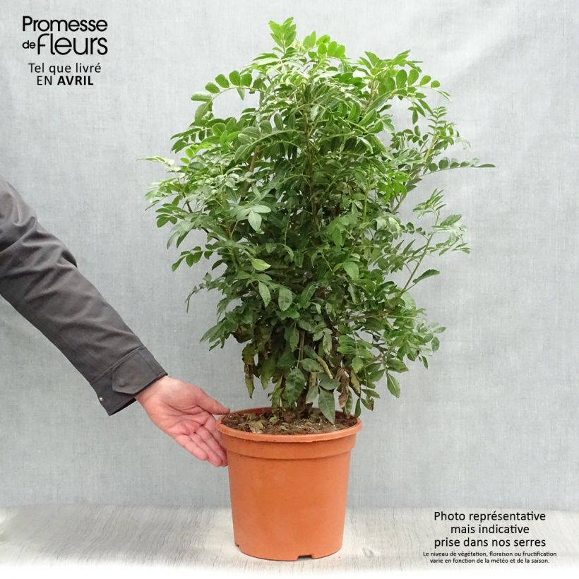Exemplar von Schinus terebinthifolius - Brasilianische Pfefferbaum Topf mit 7,5L/10L wie im Frühjahr geliefert