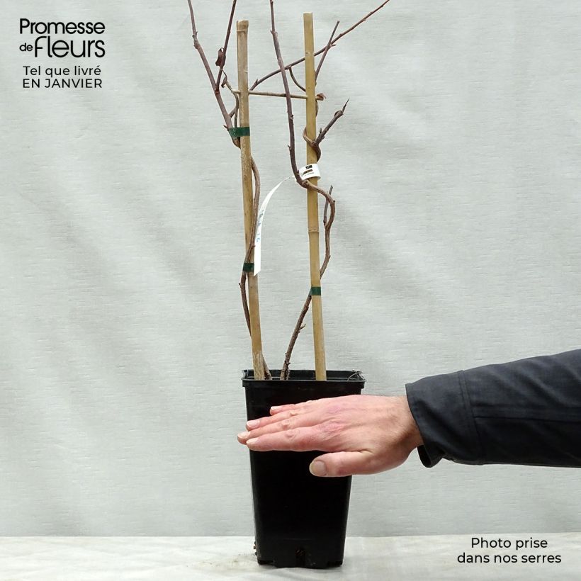 Exemplar von Schisandra grandiflora - Großblütige Spaltkörbchen Topf mit 1,5L/2L wie im Winter geliefert