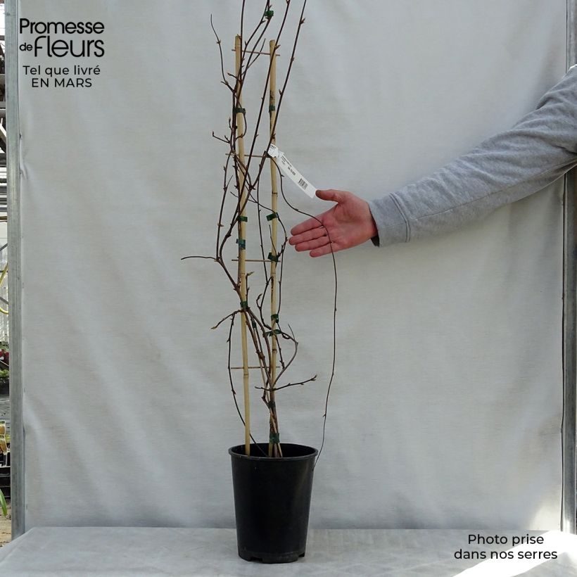 Exemplar von Schisandra rubriflora - Rotblühendes Spaltkölbchen Topf mit 4L/5L wie im Frühjahr geliefert