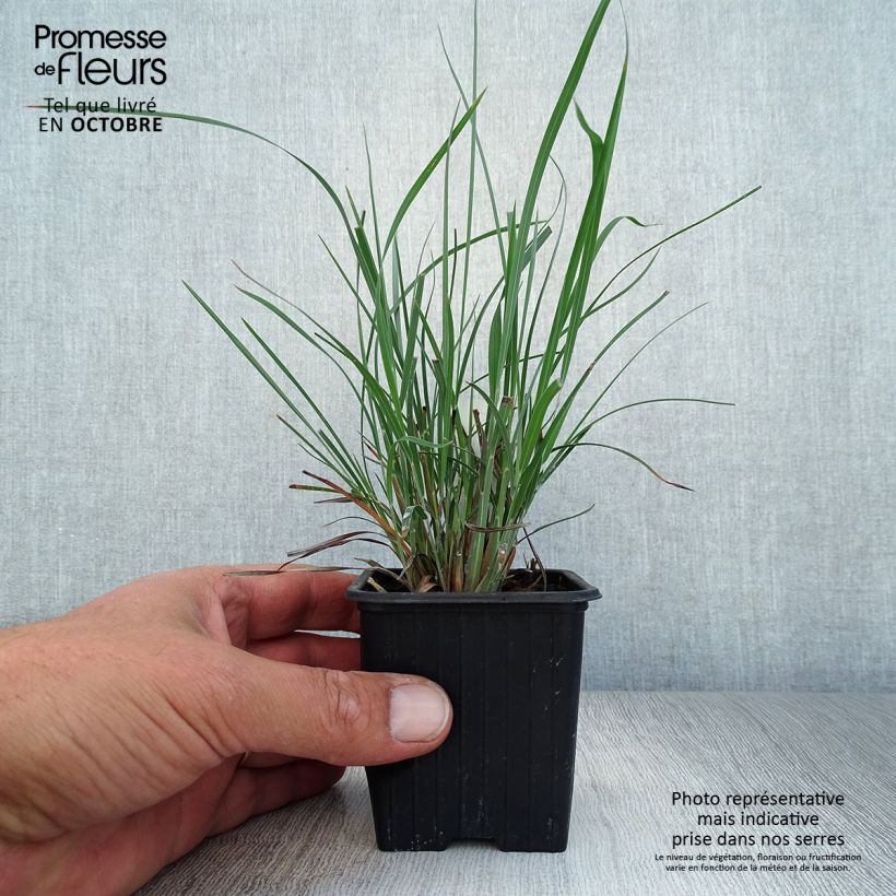 Exemplar von Schizachyrium scoparium - Blaugraues Präriegras Kleine Töpfe von 8/9 cm wie im Herbst geliefert