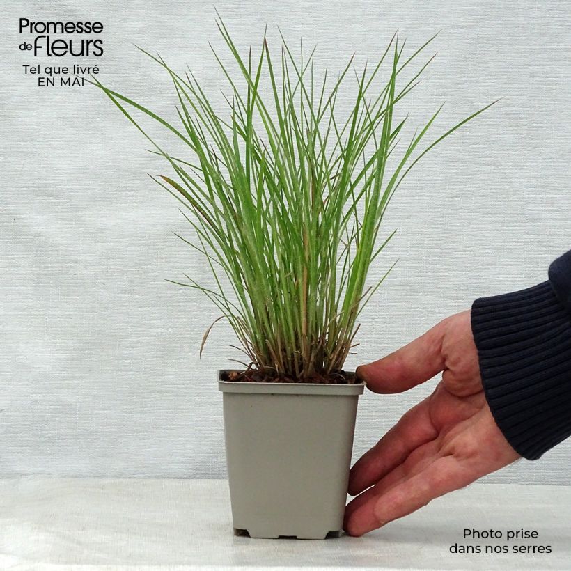 Exemplar von Schizachyrium scoparium Ha Ha Tonka - Blaugraues Präriegras Kleine Töpfe von 8/9 cm wie im Frühjahr geliefert