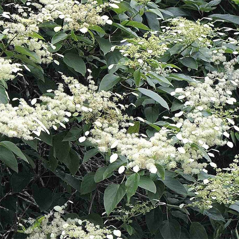 Schizophragma fauriei - Spalthortensie (Blüte)