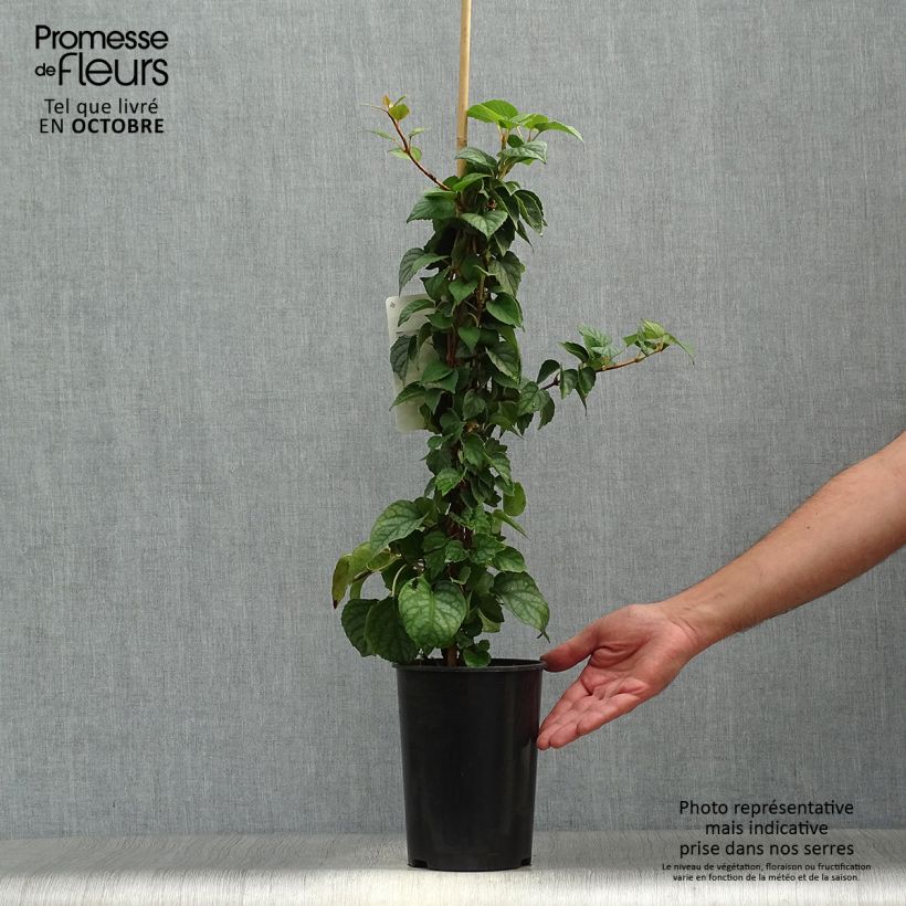 Exemplar von Schizophragma hydrangeoïdes Moonlight - Spalthortensie Topf mit 2L/3L wie im Herbst geliefert