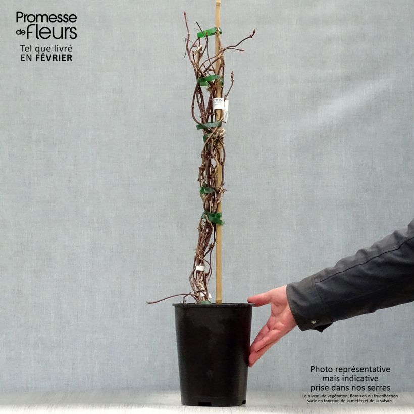 Exemplar von Schizophragma hydrangeoides Rose Sensation - Spalthortensie Topf mit 2L/3L wie im Winter geliefert