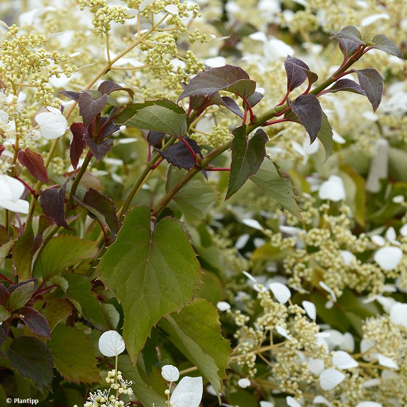 Schizophragma hydrangeoides Snow Sensation - Spalthortensie (Laub)