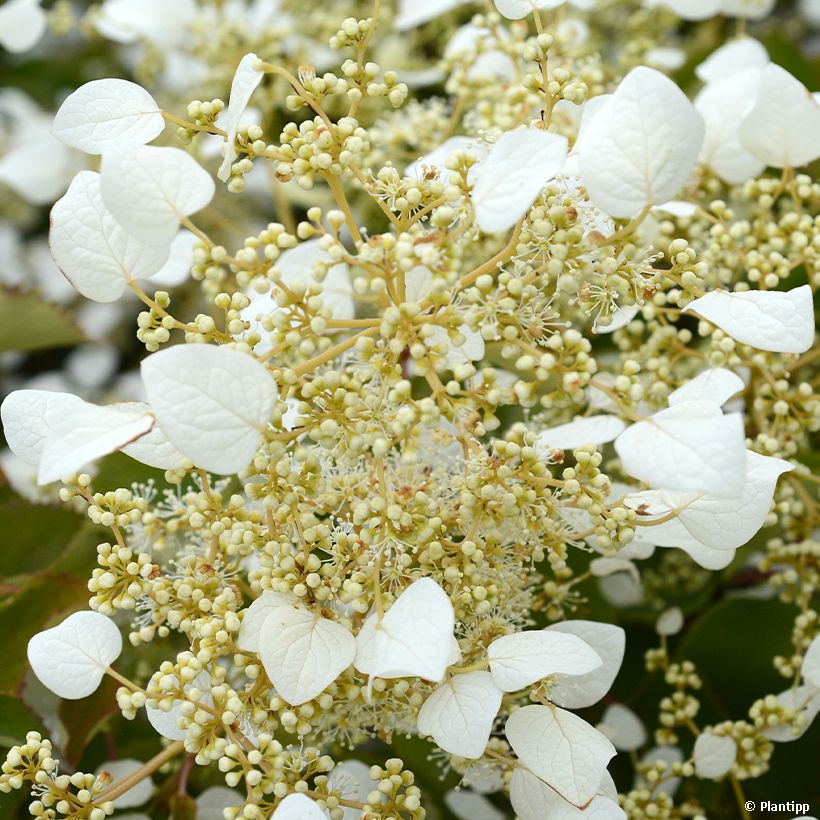 Schizophragma hydrangeoides Snow Sensation - Spalthortensie (Blüte)