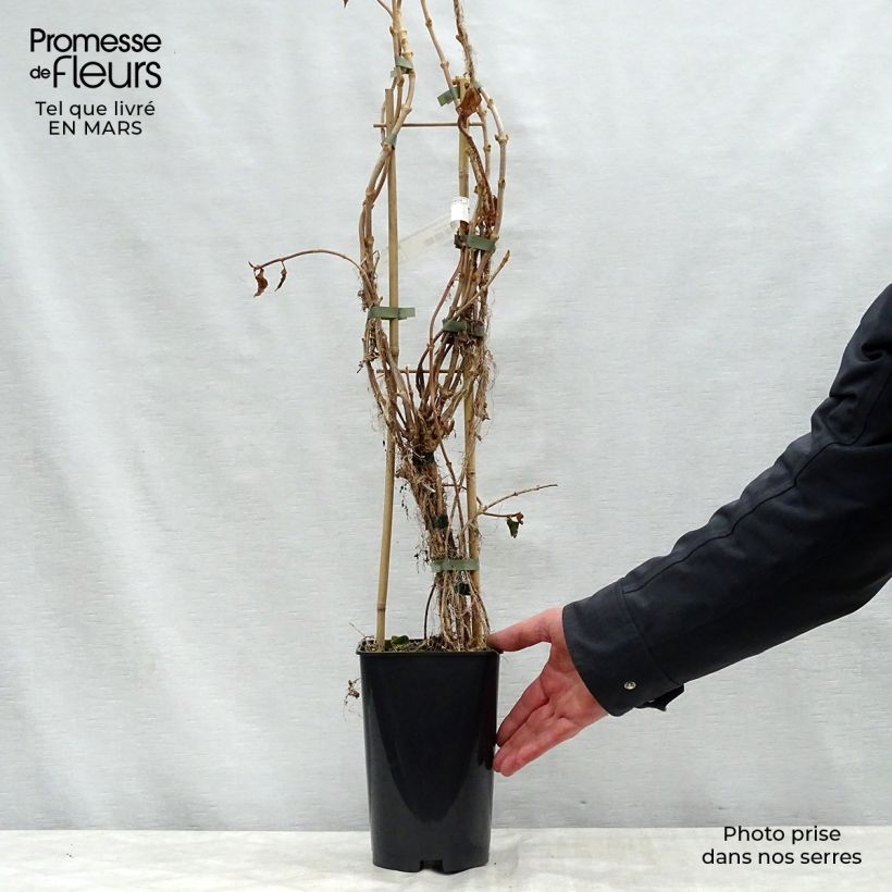 Exemplar von Schizophragma hydrangeoides Windmills - Spalthortensie Topf mit 2L/3L wie im Frühjahr geliefert