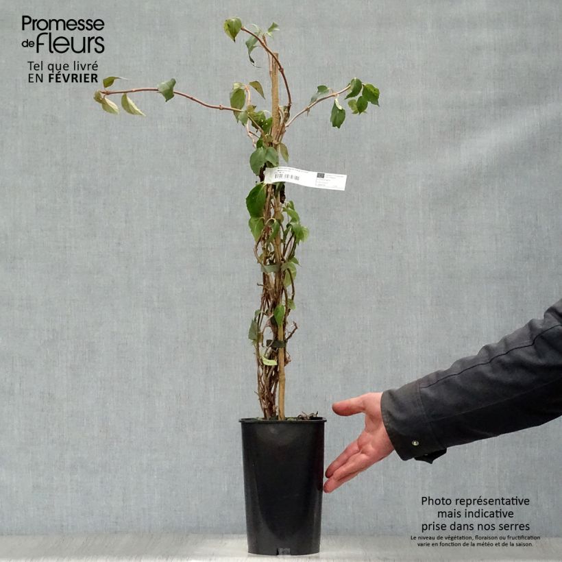 Exemplar von Schizophragma hydrangeoides Windmills - Spalthortensie Topf mit 2L/3L wie im Winter geliefert