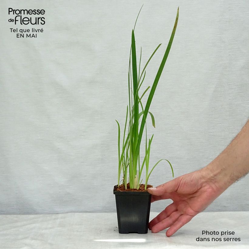 Exemplar von Schizostylis coccinea Mrs Hegarty - Spaltgriffel Kleine Töpfe von 8/9 cm wie im Frühjahr geliefert