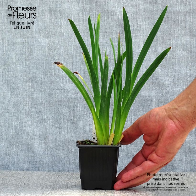 Exemplar von Schizostylis coccinea Mrs Hegarty - Spaltgriffel Kleine Töpfe von 8/9 cm wie im Sommer geliefert
