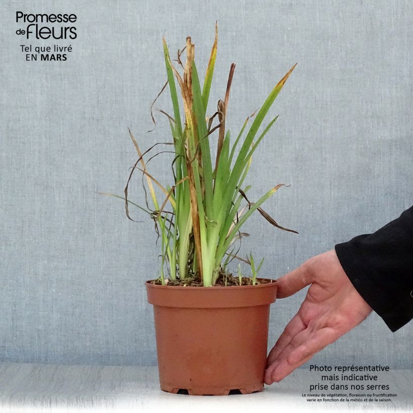 Exemplar von Schizostylis coccinea Mrs Hegarty - Spaltgriffel Topf mit 2L/3L wie im Frühjahr geliefert