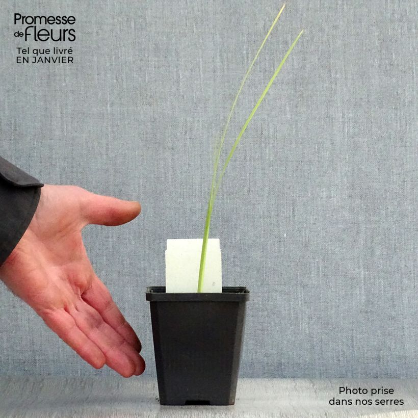 Exemplar von Schizostylis coccinea Alba - Spaltgriffel Kleine Töpfe von 7/8 cm wie im Winter geliefert