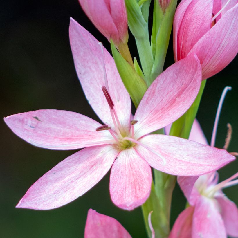Schizostylis coccinea Rosea - Spaltgriffel (Blüte)