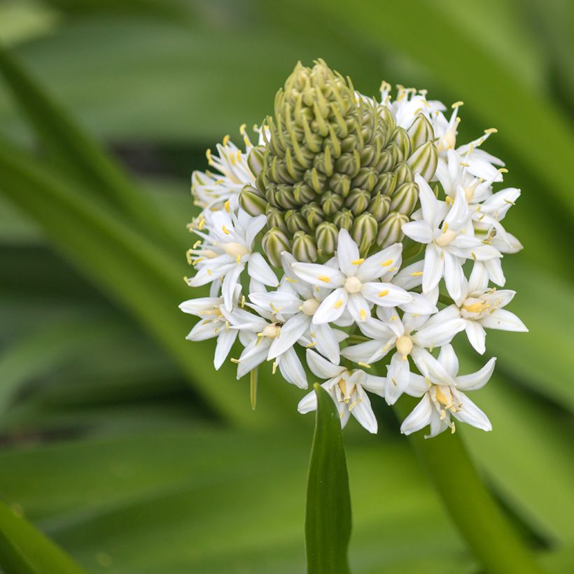 Scilla peruviana White Moon - Meerzwiebel (Blüte)