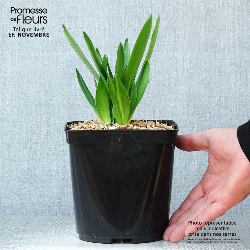 Exemplar von Scilla peruviana - Meerzwiebel Topf mit 2L/3L wie im Herbst geliefert