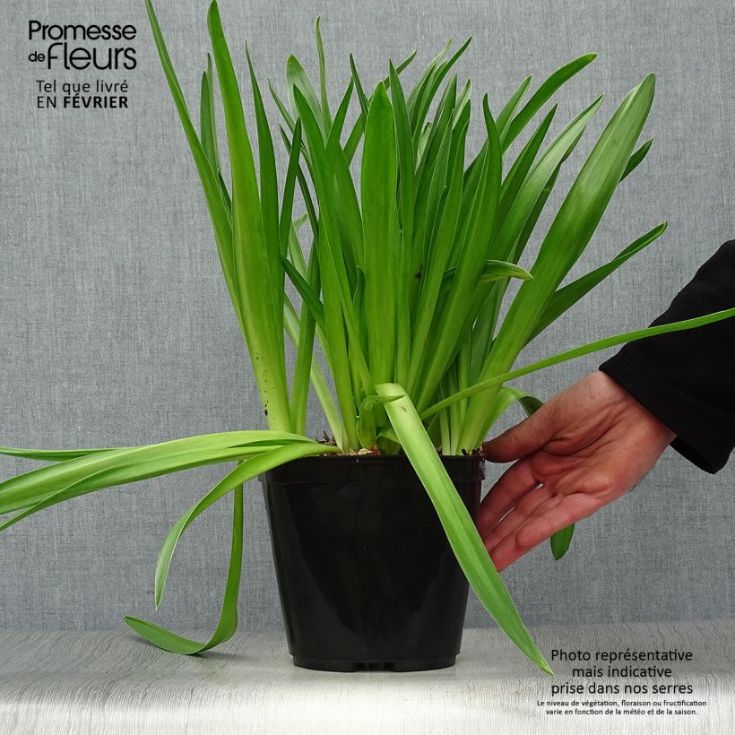 Exemplar von Scilla peruviana - Meerzwiebel Topf mit 2L/3L wie im Winter geliefert