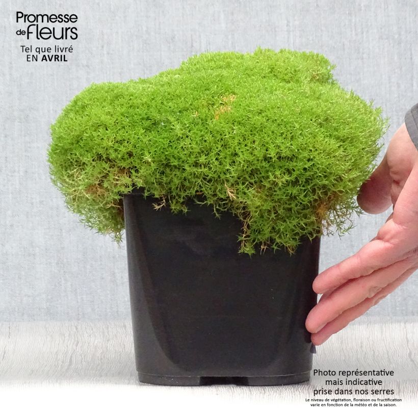 Exemplar von Scleranthus uniflorus - Knäuel Topf mit 3L/4L wie im Frühjahr geliefert