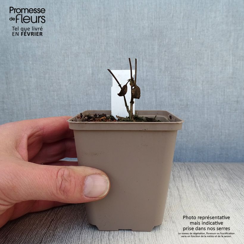 Exemplar von Scutellaria incana - Herbst-Helmkraut Kleine Töpfe von 8/9 cm wie im Winter geliefert