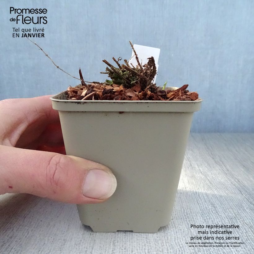 Exemplar von Scutellaria scordiifolia - Helmkraut Kleine Töpfe von 8/9 cm wie im Winter geliefert