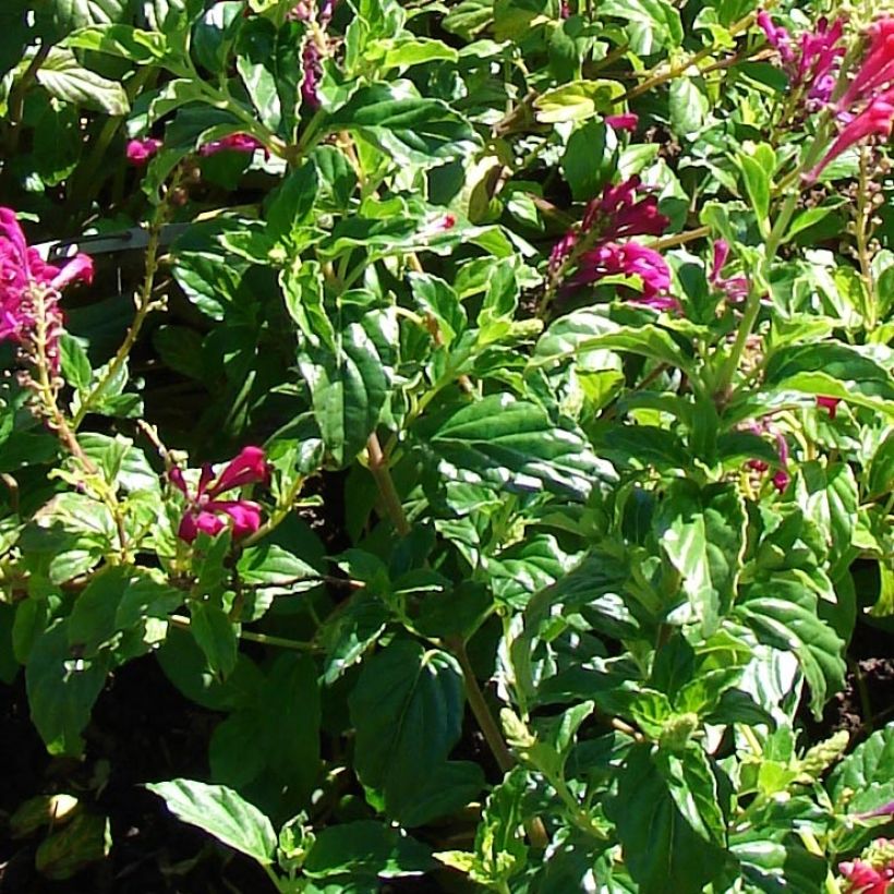 Scutellaria suffrutescens - Helmkraut (Laub)