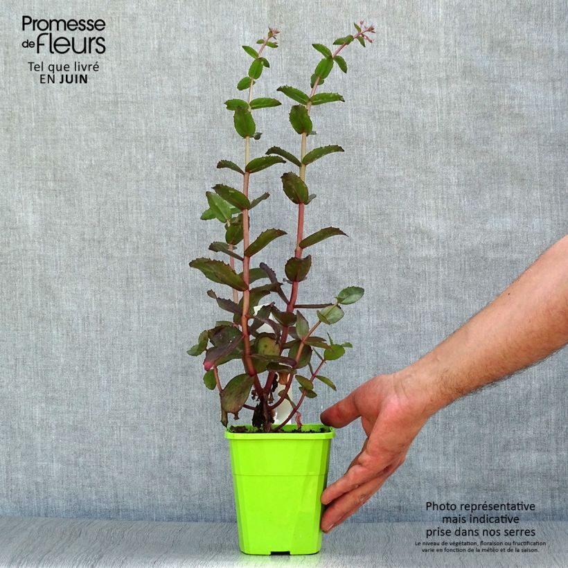 Exemplar von Fetthenne Black Knight - Sedum Topf mit 1L/1,5L wie im Sommer geliefert