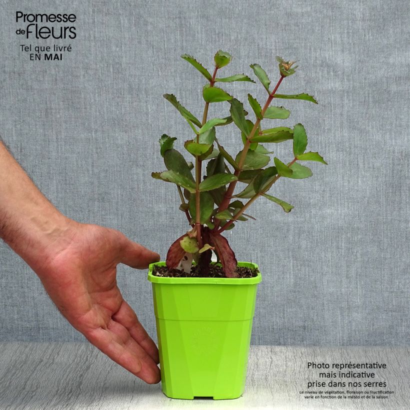 Exemplar von Fetthenne Black Knight - Sedum Topf mit 1L/1,5L wie im Frühjahr geliefert