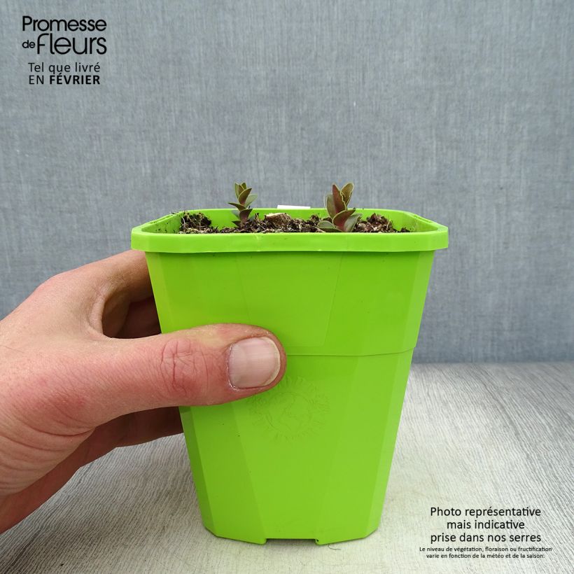 Exemplar von Fetthenne Black Knight - Sedum Topf mit 1L/1,5L wie im Winter geliefert