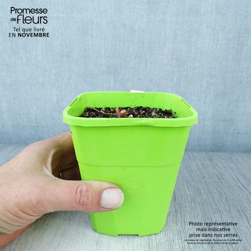 Exemplar von Fetthenne Black Knight - Sedum Topf mit 1L/1,5L wie im Herbst geliefert