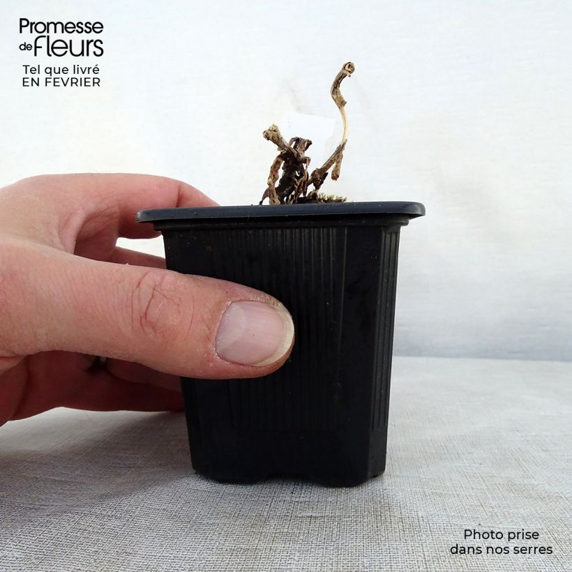 Exemplar von Fetthenne Chocolate Cherry - Sedum telephium Kleine Töpfe von 8/9 cm wie im Winter geliefert