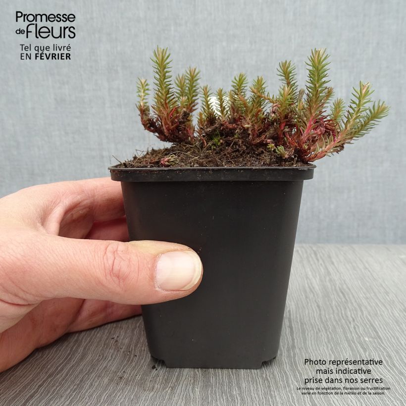 Exemplar von Fetthenne Chocolate - Sedum Kleine Töpfe von 8/9 cm wie im Winter geliefert