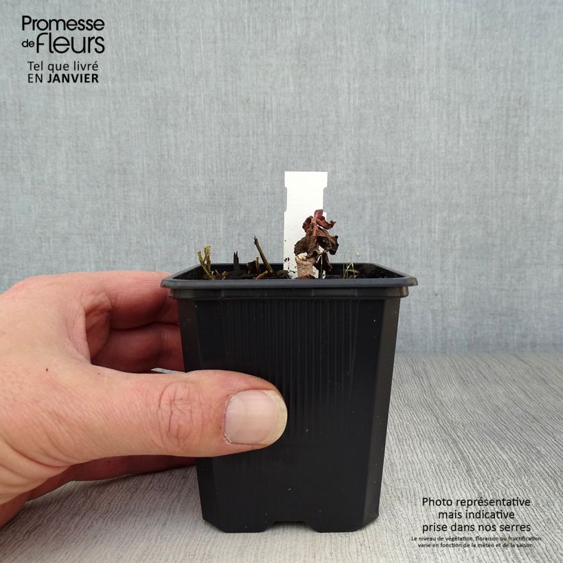 Exemplar von Fetthenne Dark Magic - Sedum telephium Kleine Töpfe von 8/9 cm wie im Winter geliefert