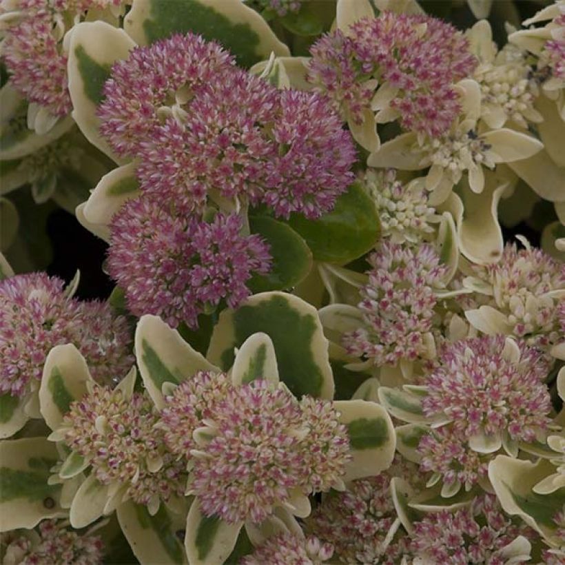 Fetthenne Frosted Fire - Sedum spectabile (Blüte)