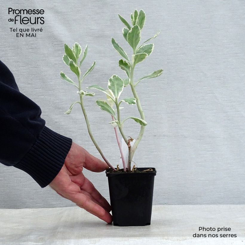 Exemplar von Fetthenne Frosty Morn - Sedum Kleine Töpfe von 8/9 cm wie im Frühjahr geliefert