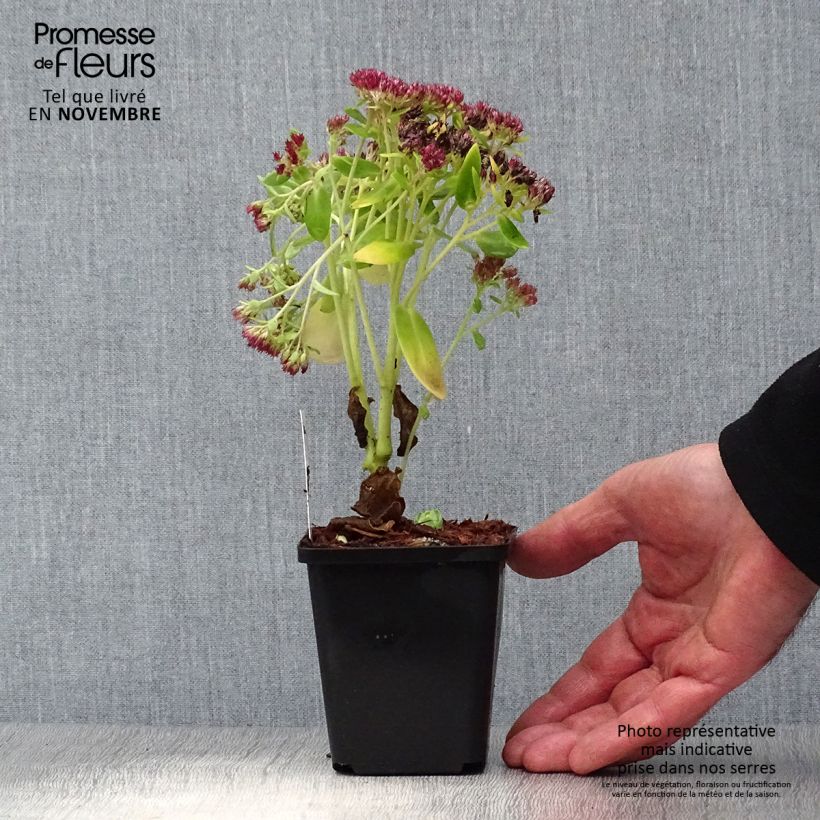 Exemplar von Fetthenne Herbstfreude - Sedum Kleine Töpfe von 8/9 cm wie im Herbst geliefert